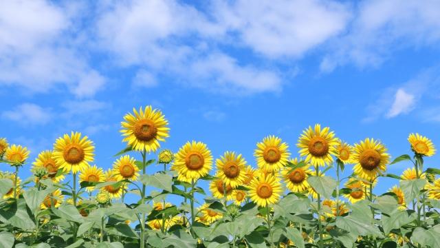 2025年・夏季休診のお知らせ